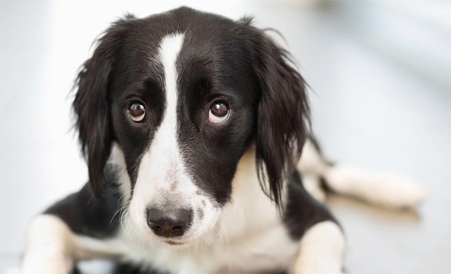 Lacrimazione occhi del cane