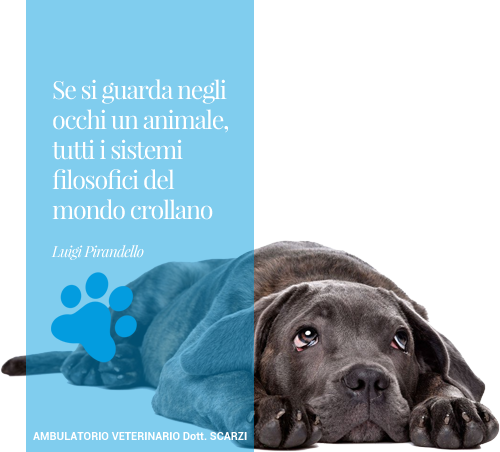 Centro Veterinario Dott. Scarzi Genova